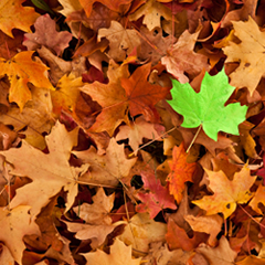 Grean Leaf
