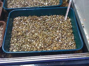 Nurturing Seedlings